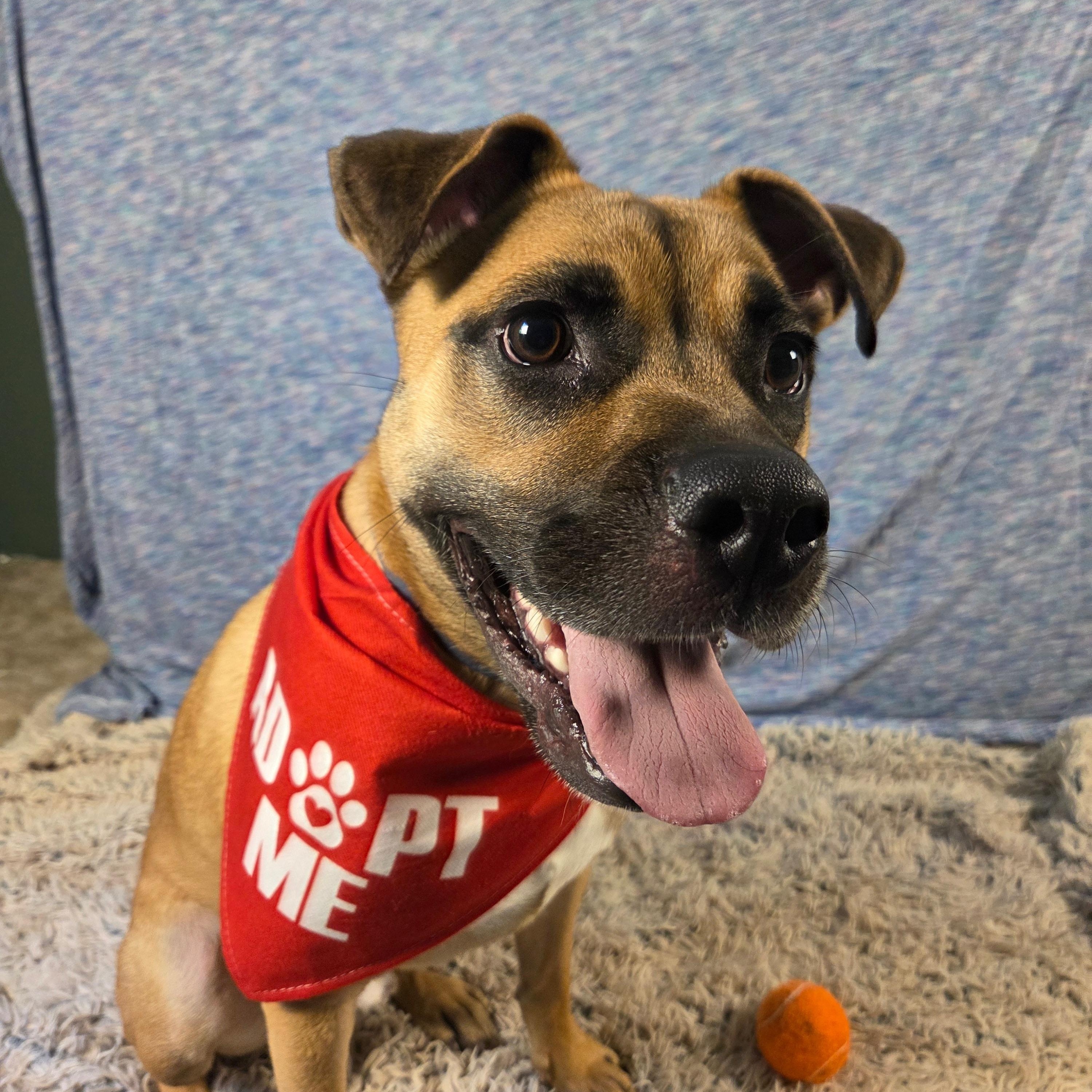 Enlarge Arlo, a Adopted mixed breed in Jersey City, NJ image 2/5