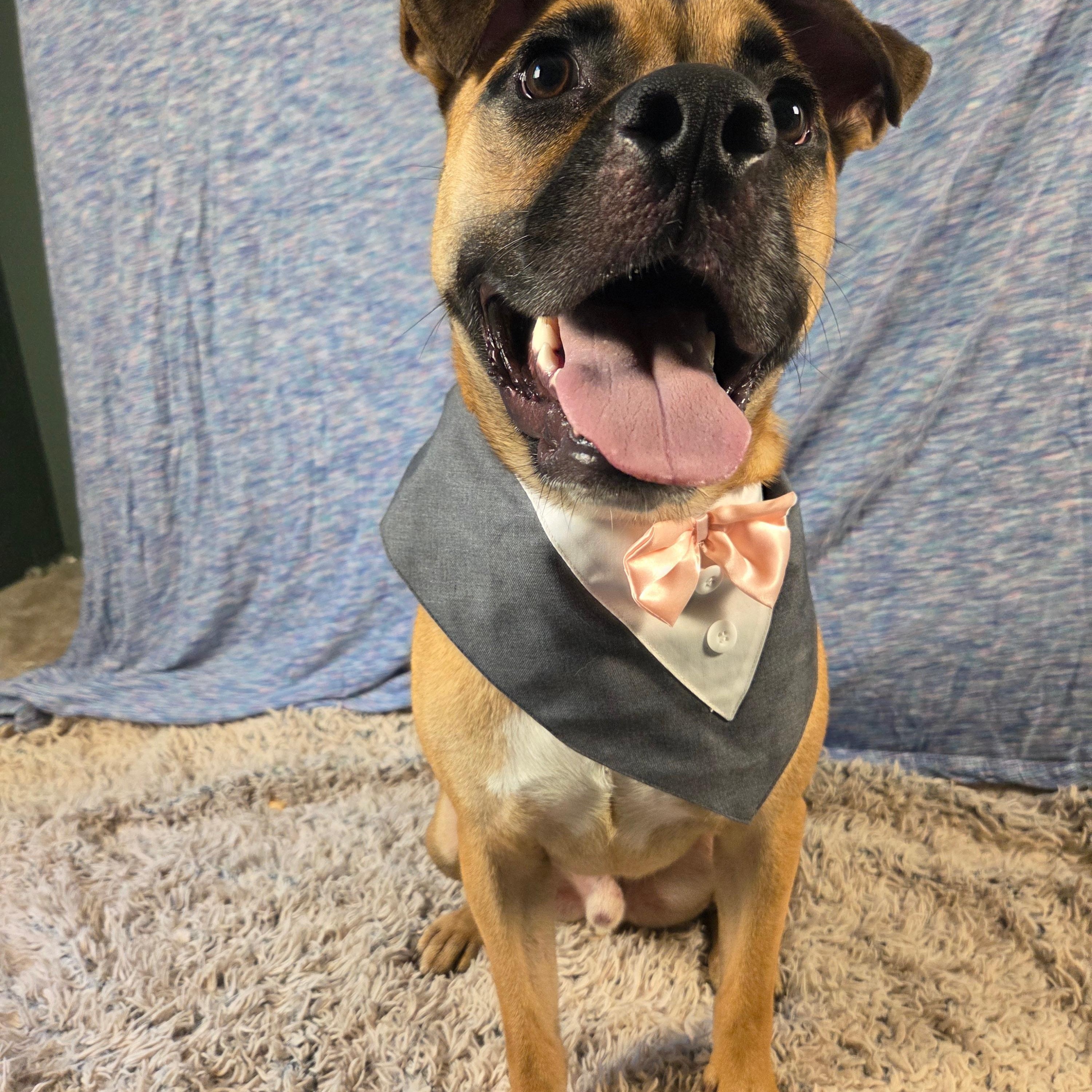 Enlarge Arlo, a Adopted mixed breed in Jersey City, NJ image 3/5