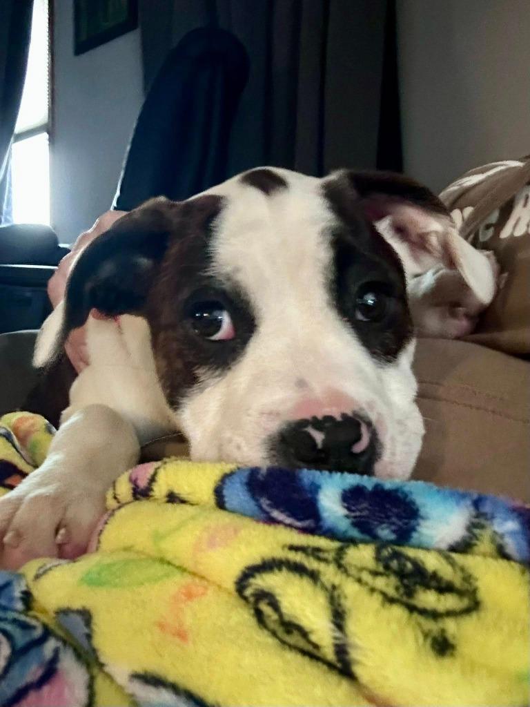 Enlarge Zebra, a Adoptable mixed breed in Fond Du Lac, WI image 1/5