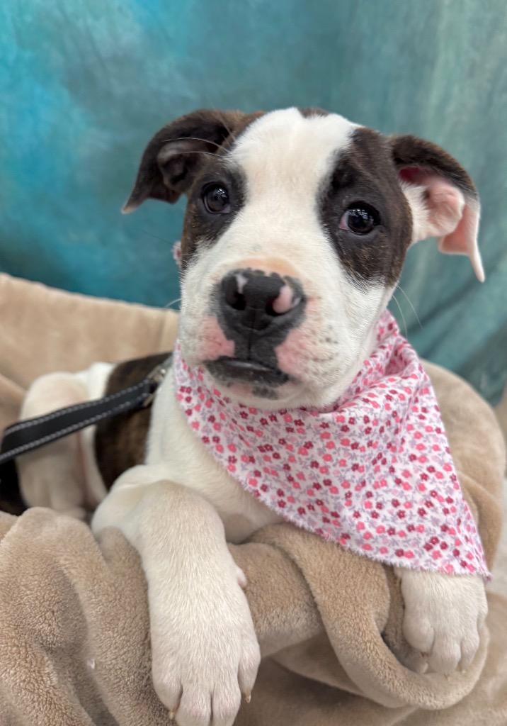 Enlarge Zebra, a Adoptable mixed breed in Fond Du Lac, WI image 2/5