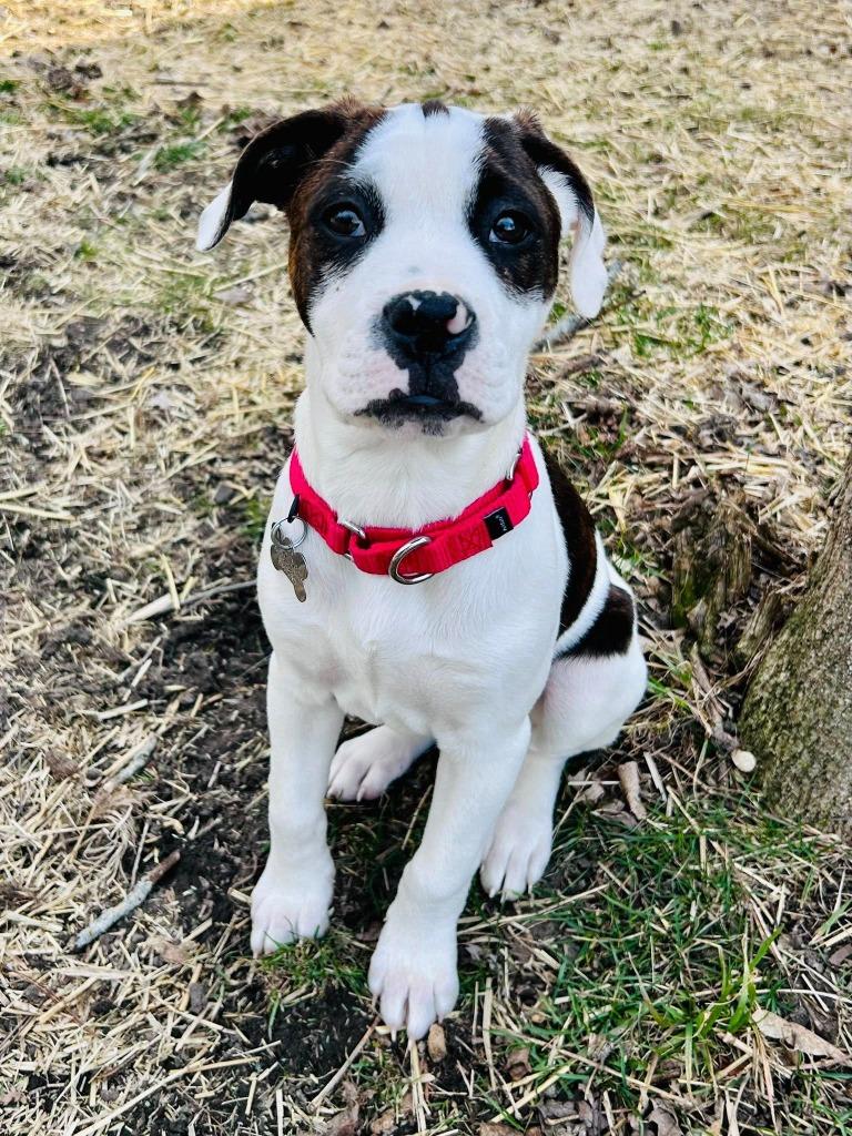 Enlarge Zebra, a Adoptable mixed breed in Fond Du Lac, WI image 3/5