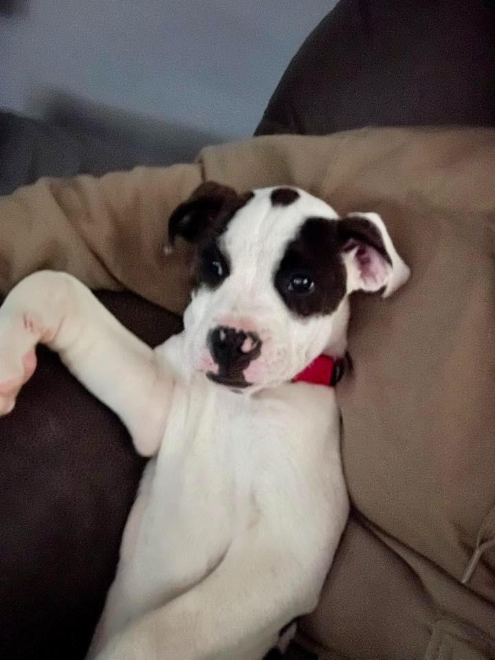 Enlarge Zebra, a Adoptable mixed breed in Fond Du Lac, WI image 4/5