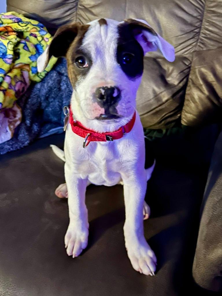 Enlarge Zebra, a Adoptable mixed breed in Fond Du Lac, WI image 5/5