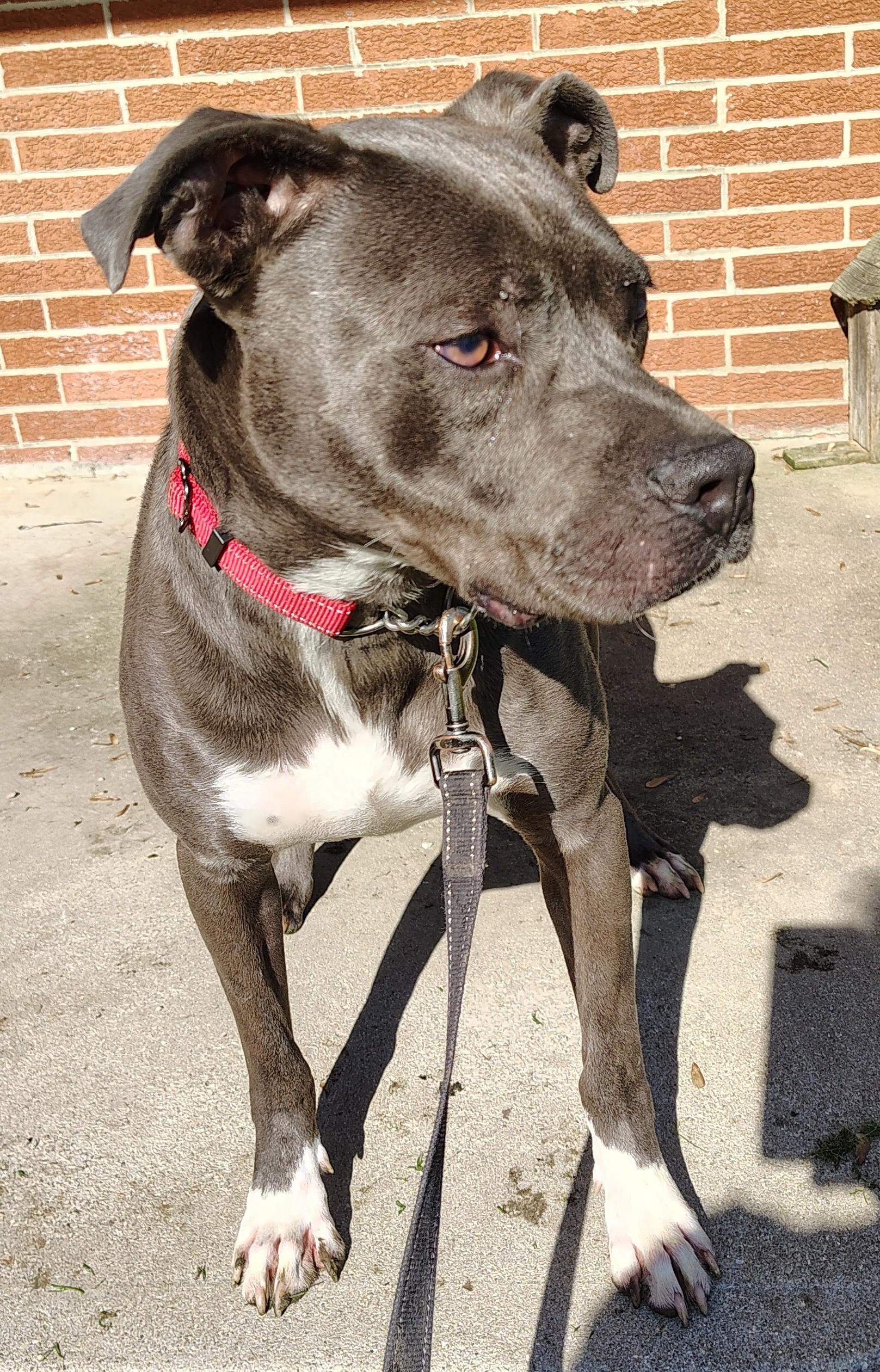 Enlarge Gabriel, a Adoptable mixed breed in Jasonville, IN image 1/3
