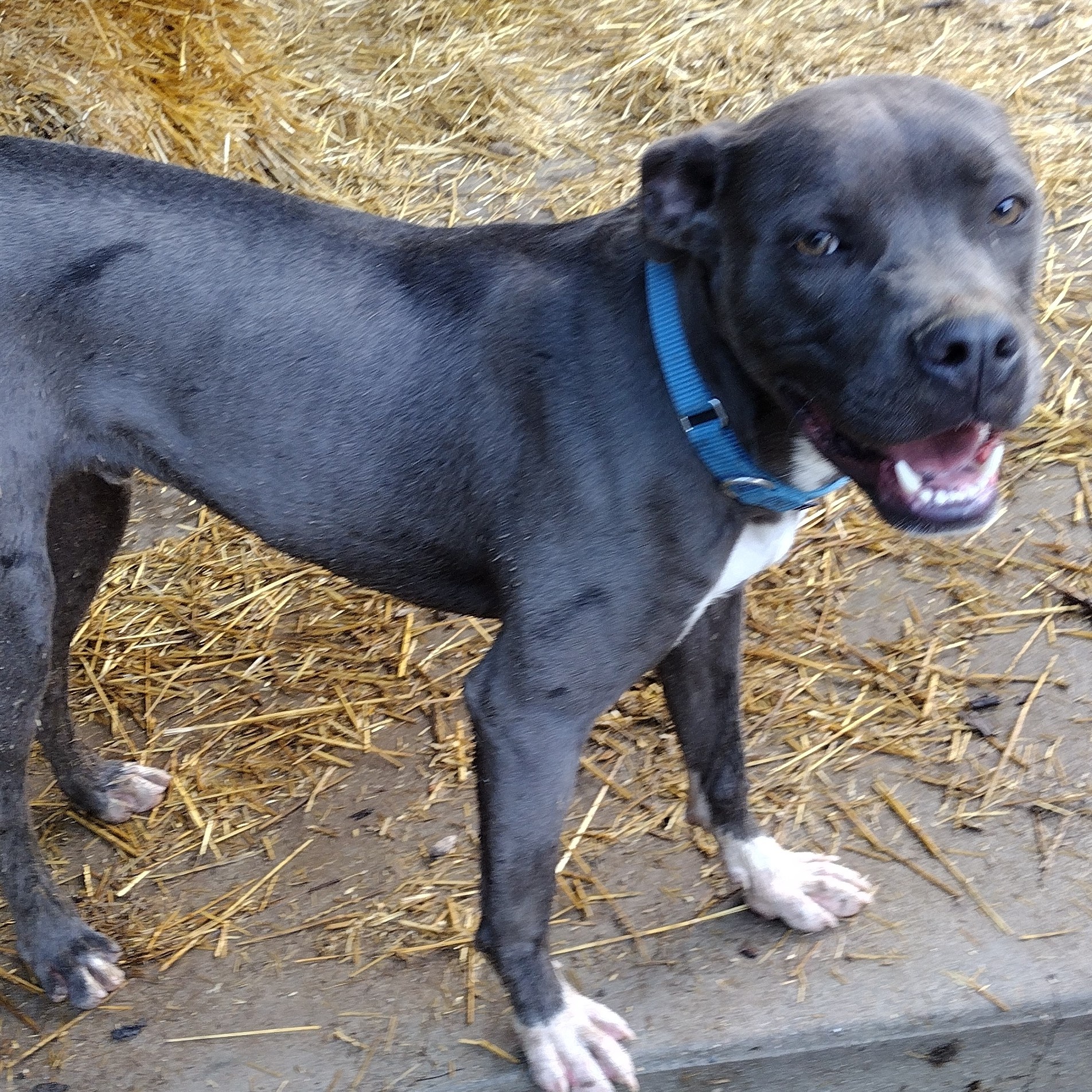 Enlarge Gabriel, a Adoptable mixed breed in Jasonville, IN image 3/3