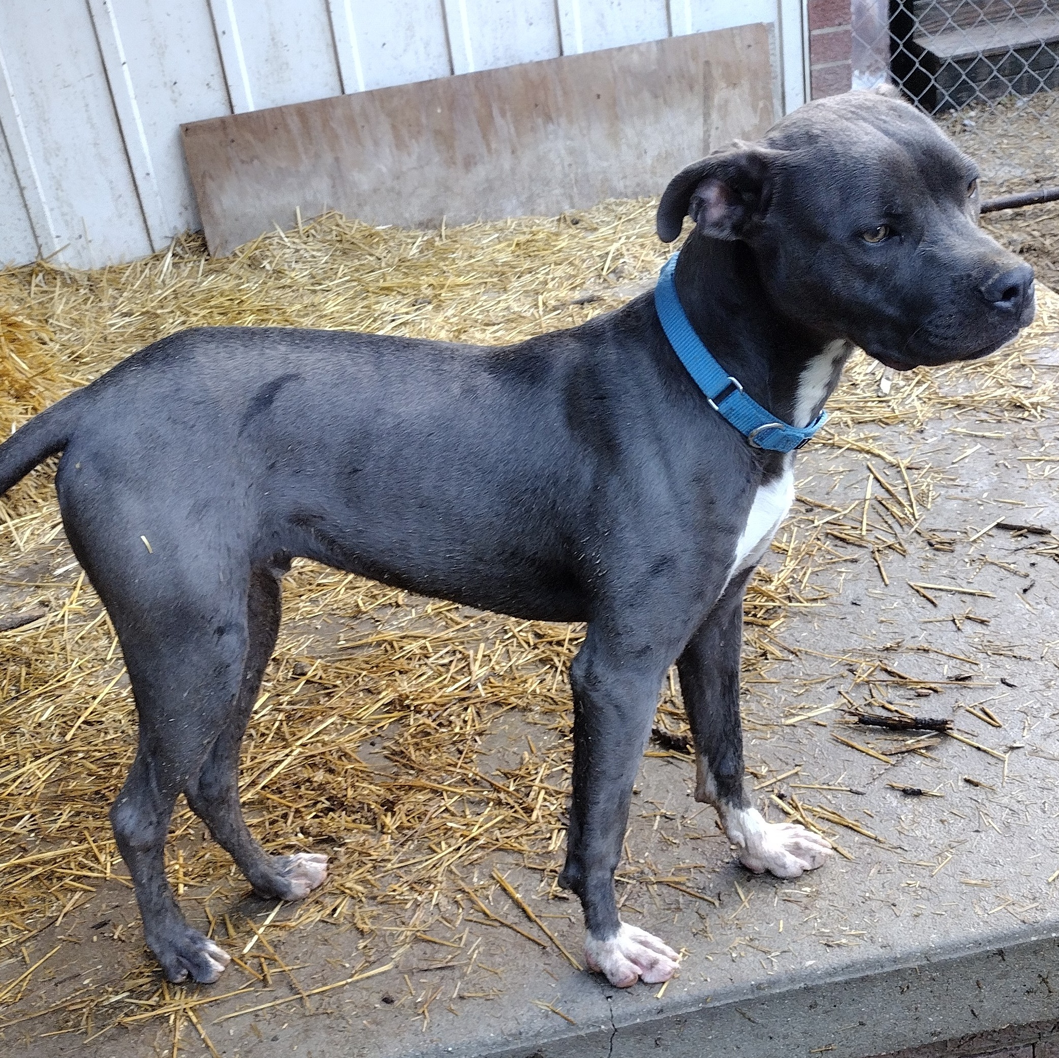 Enlarge Gabriel, a Adoptable mixed breed in Jasonville, IN image 2/3