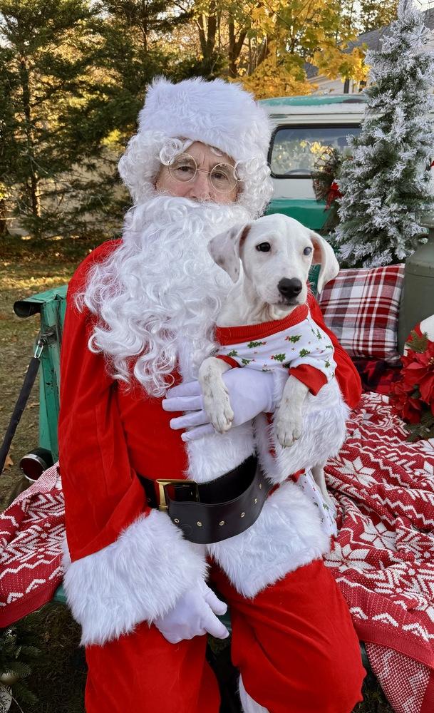 Teagen, a Adoptable mixed breed in Greenlawn, NY image 2/6