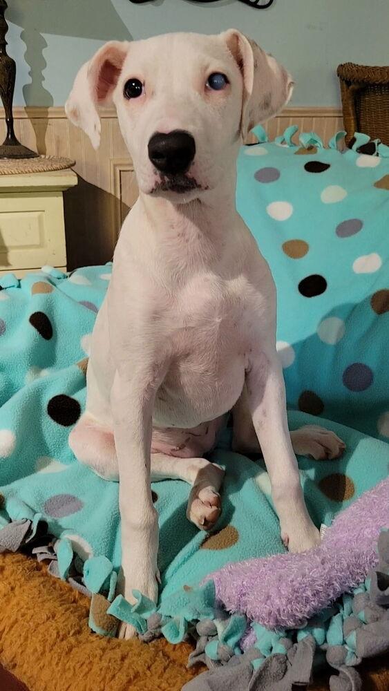 Teagen, a Adoptable mixed breed in Greenlawn, NY image 3/6