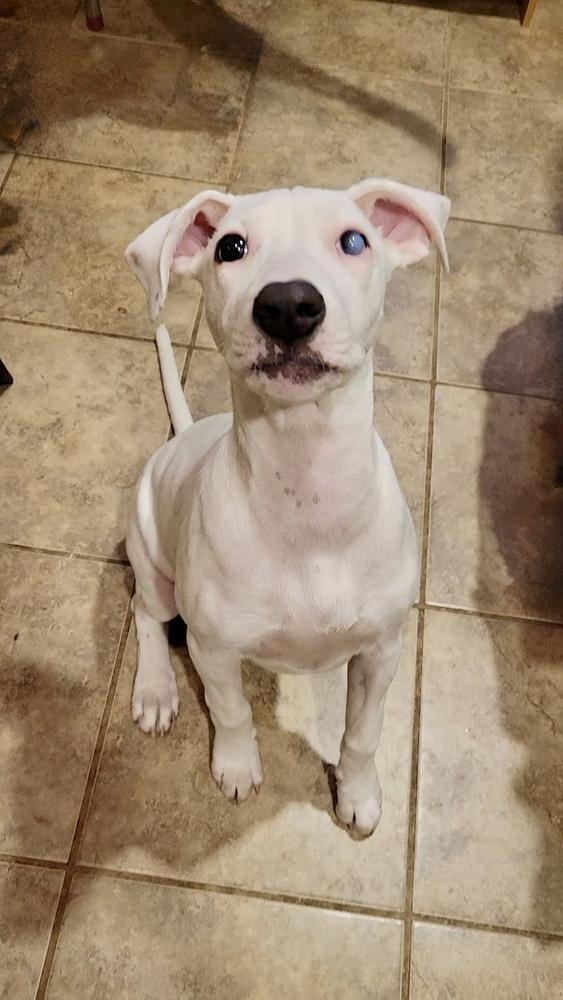 Teagen, a Adoptable mixed breed in Greenlawn, NY image 4/6