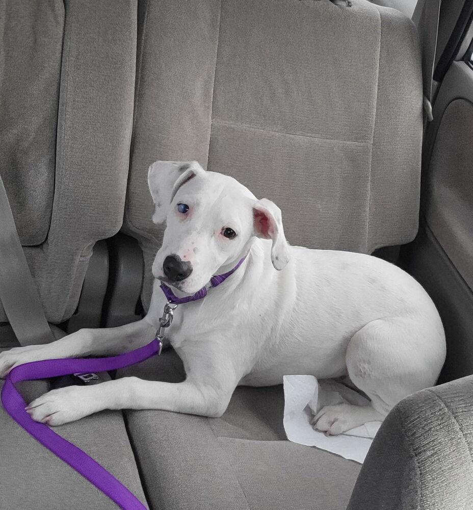 Teagen, a Adoptable mixed breed in Greenlawn, NY image 3/6