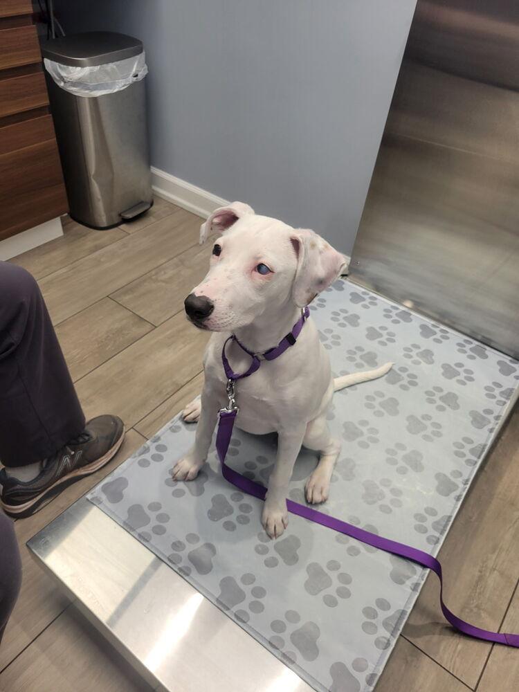 Teagen, a Adoptable mixed breed in Greenlawn, NY image 4/6