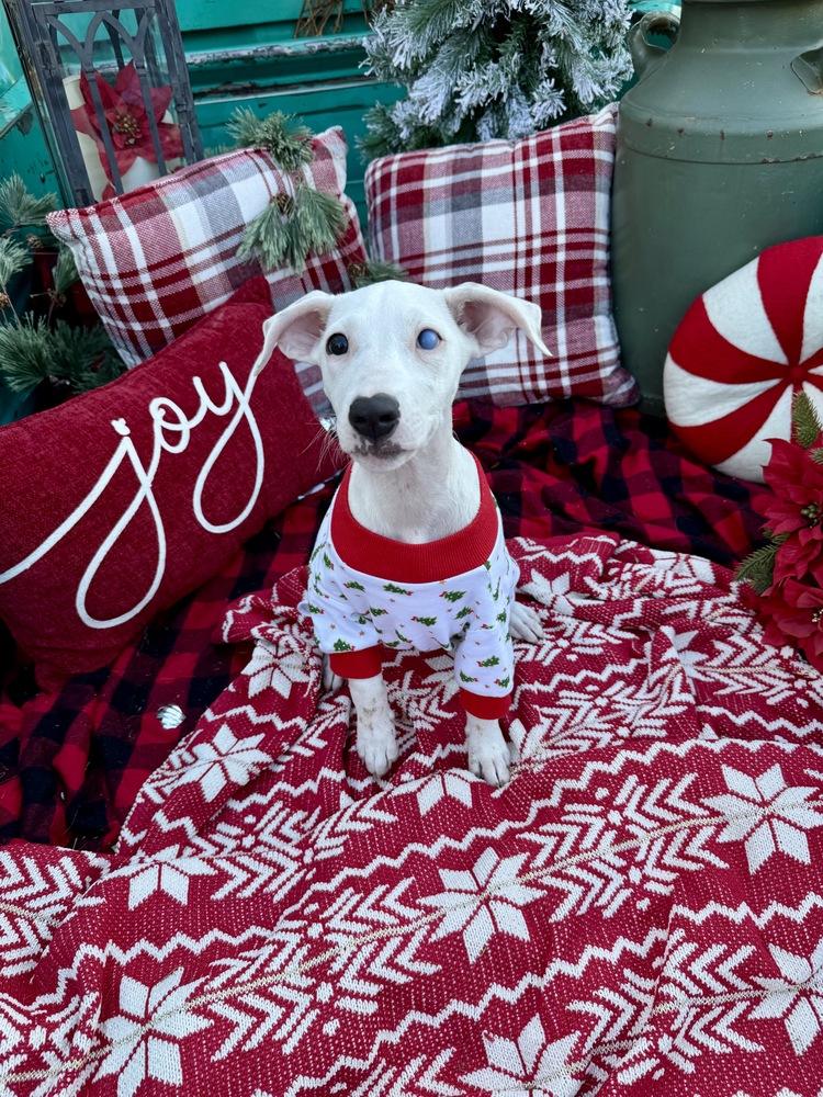 Teagen, a Adoptable mixed breed in Greenlawn, NY image 5/6