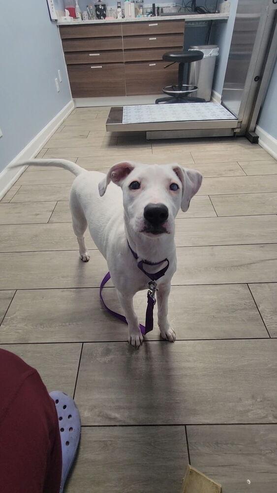 Teagen, a Adoptable mixed breed in Greenlawn, NY image 6/6