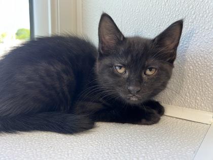Enlarge Cocoa, a Adoptable mixed breed in Elmira, NY image 1/1