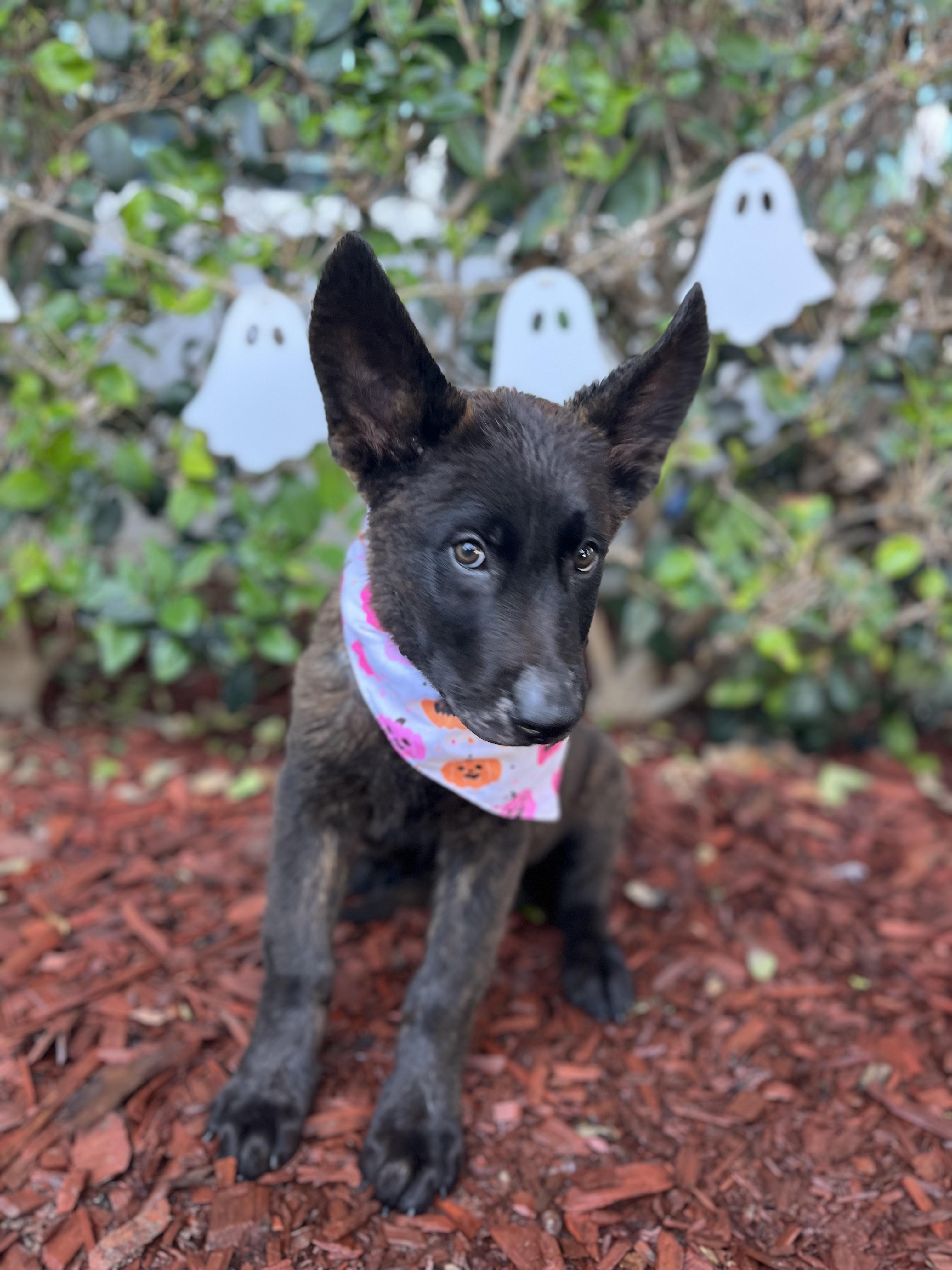 Enlarge Caleb, a Adoptable Dutch Shepherd in South El Monte, CA image 4/4