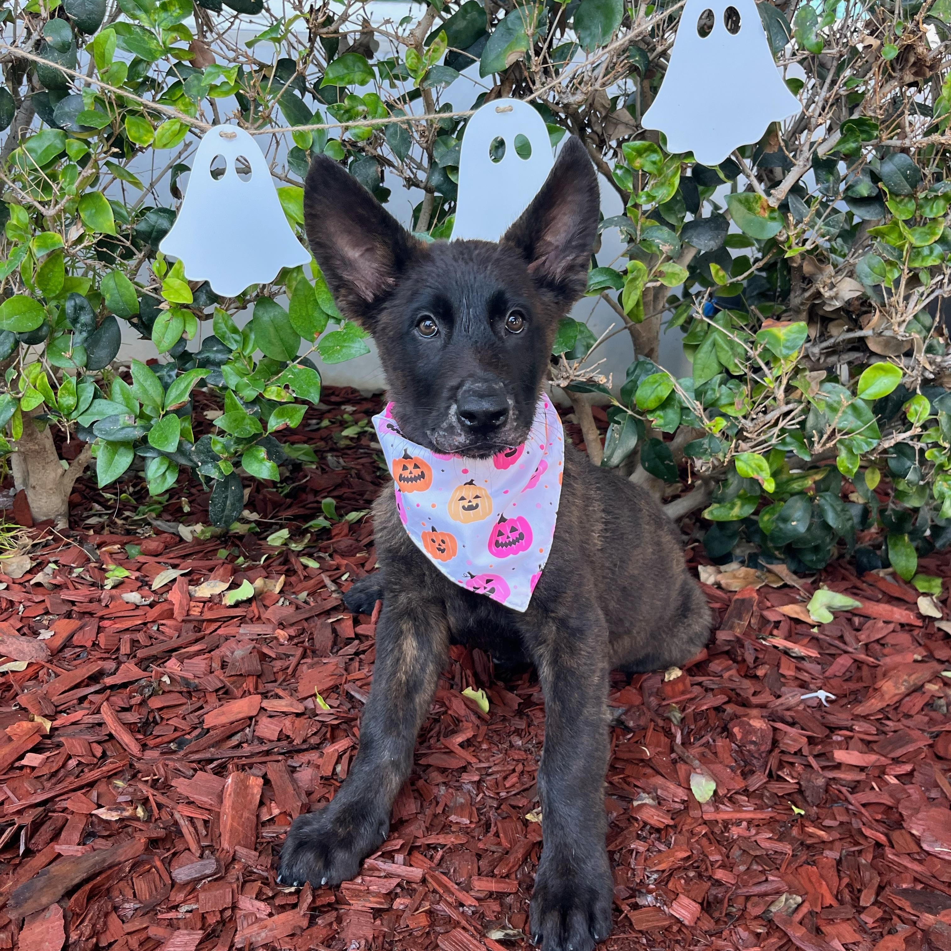 Enlarge Caleb, a Adoptable Dutch Shepherd in South El Monte, CA image 1/4