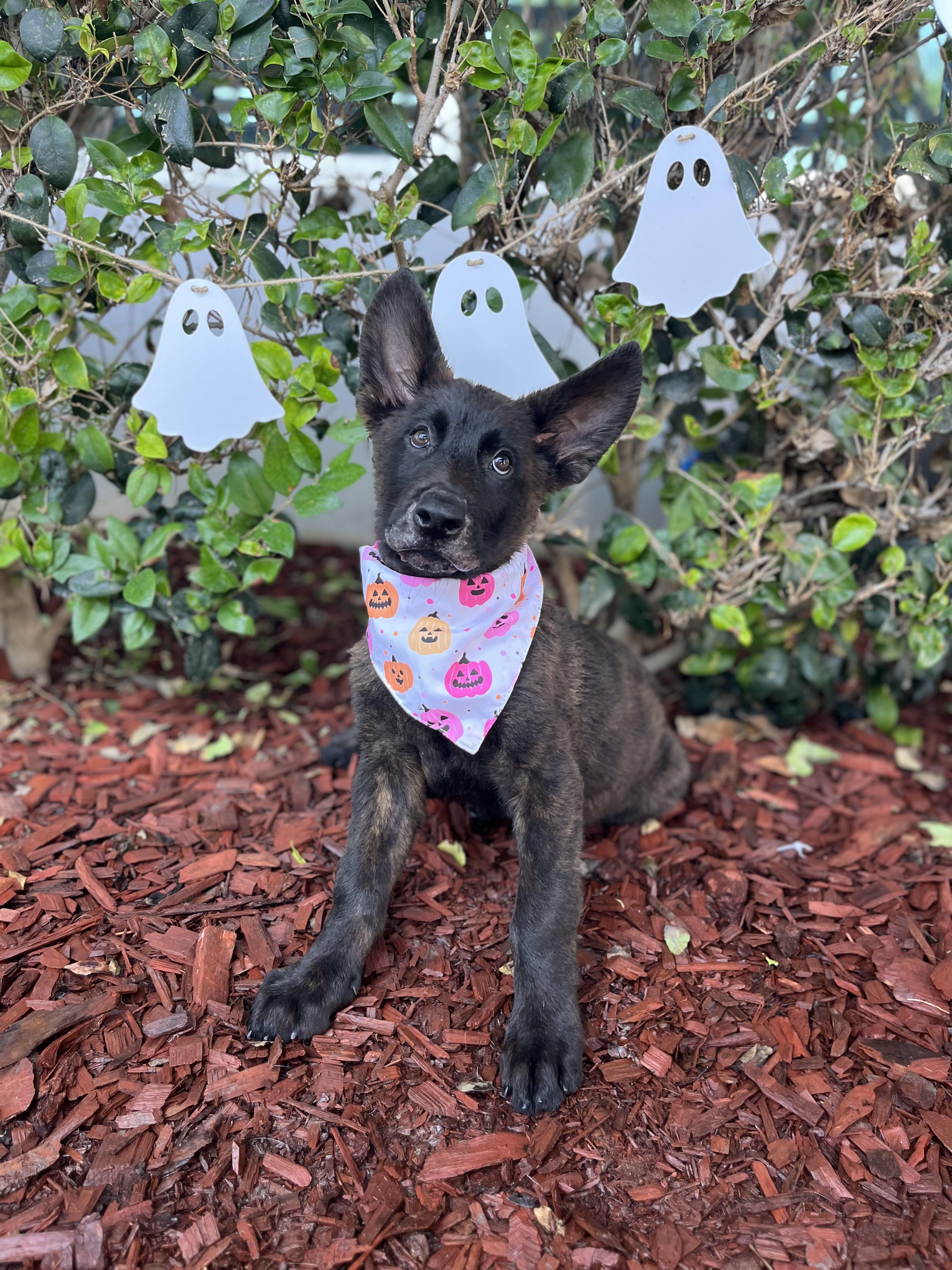 Enlarge Caleb, a Adoptable Dutch Shepherd in South El Monte, CA image 2/4