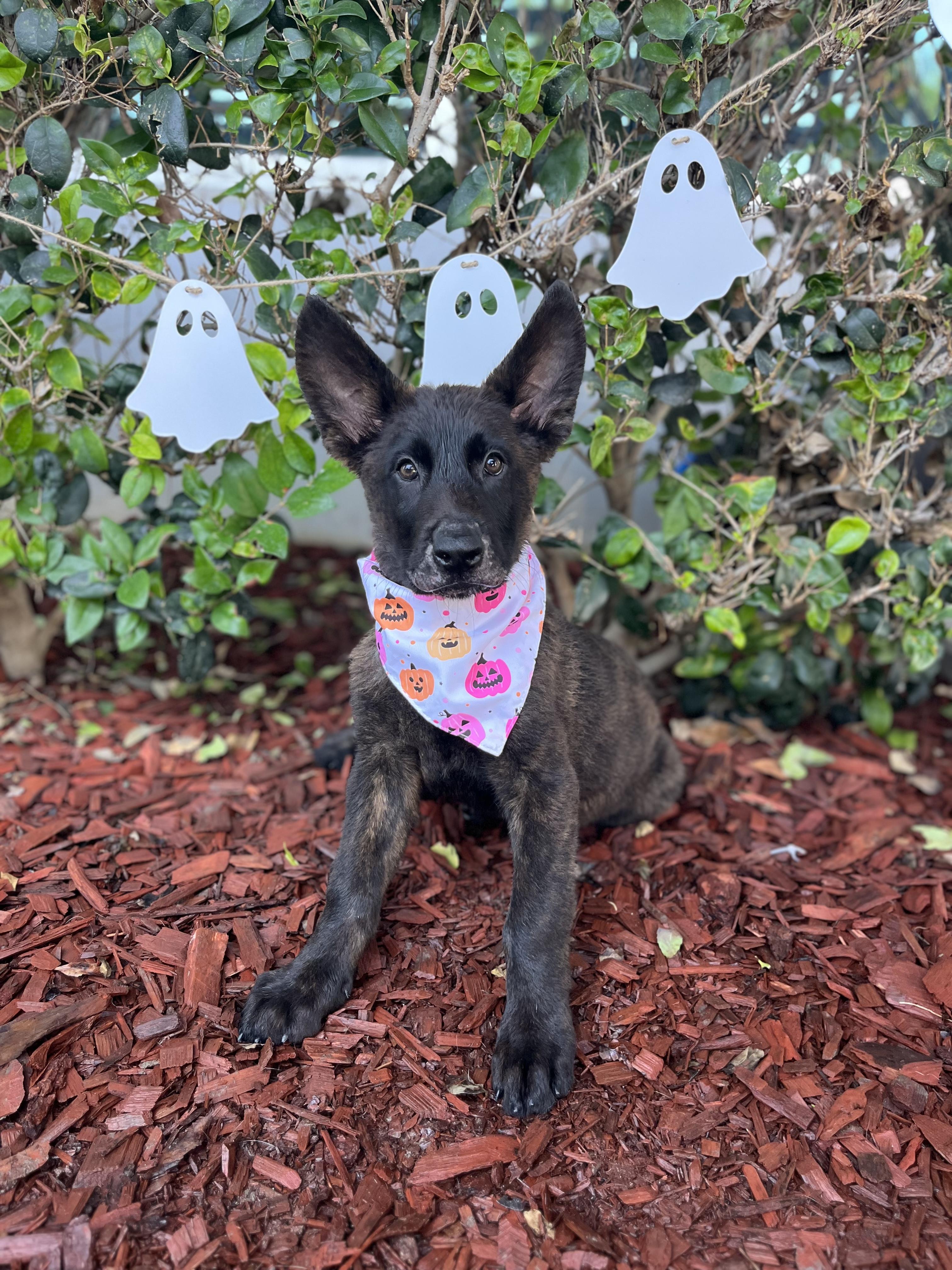 Enlarge Caleb, a Adoptable Dutch Shepherd in South El Monte, CA image 3/4