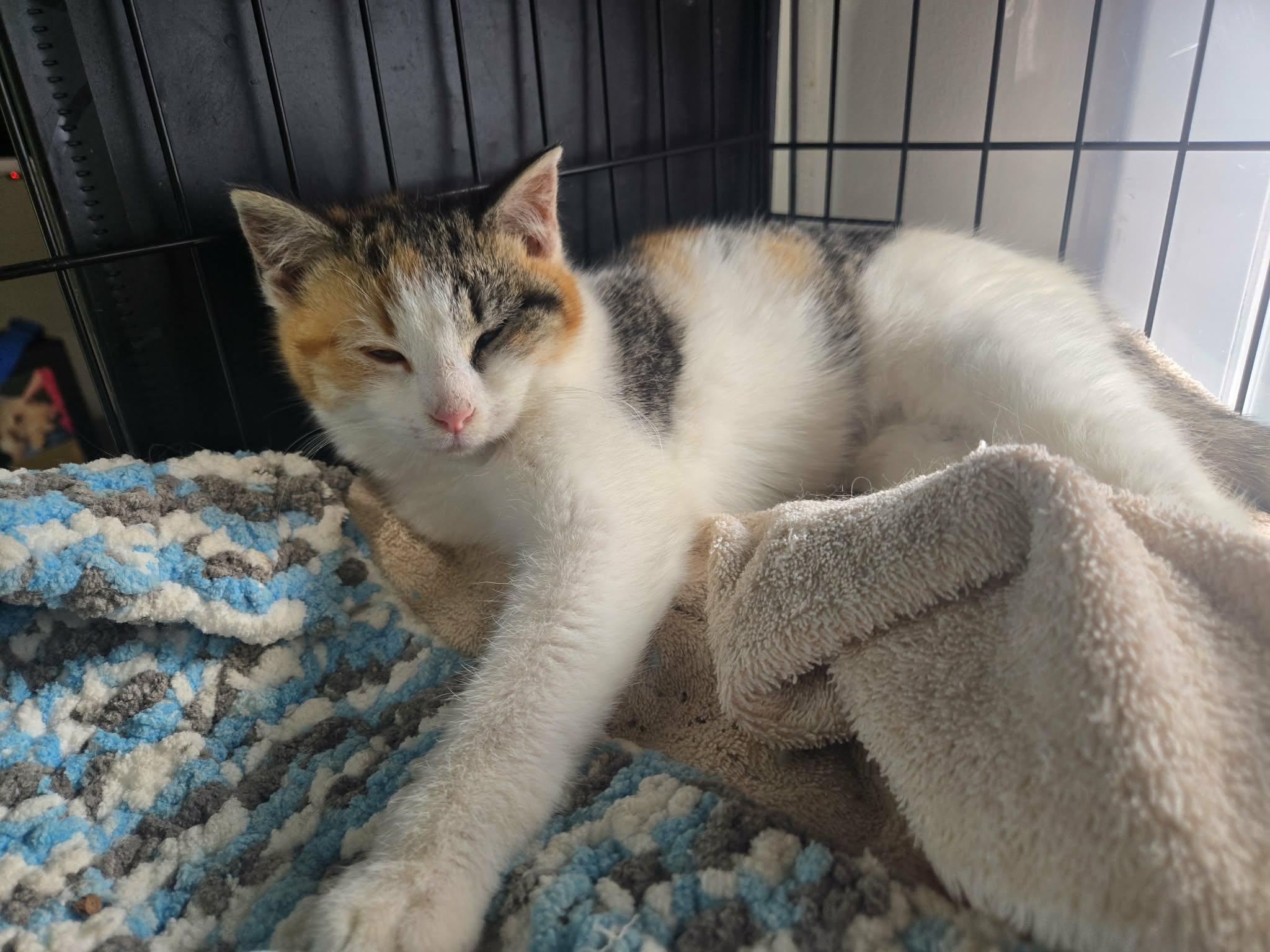 Jelly , ADOPTABLE, Kitten Female Domestic Short Hair.