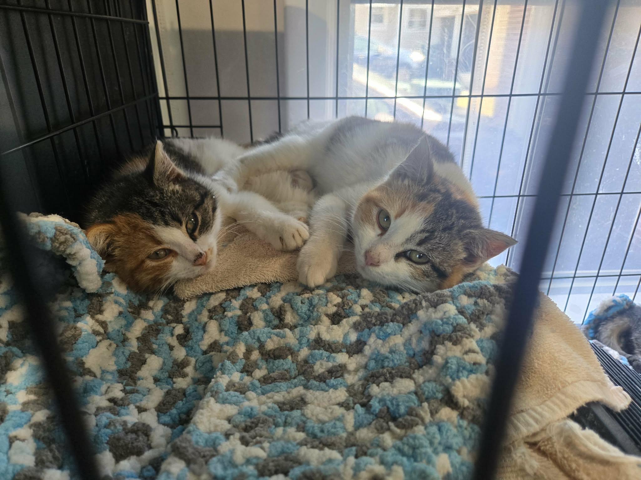 Enlarge Jelly , a ADOPTABLE Domestic Short Hair in oxford, PA image 2/2