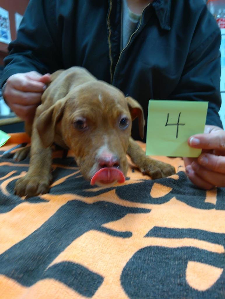 DAJA, Adoptable, Puppy Female Mixed Breed.