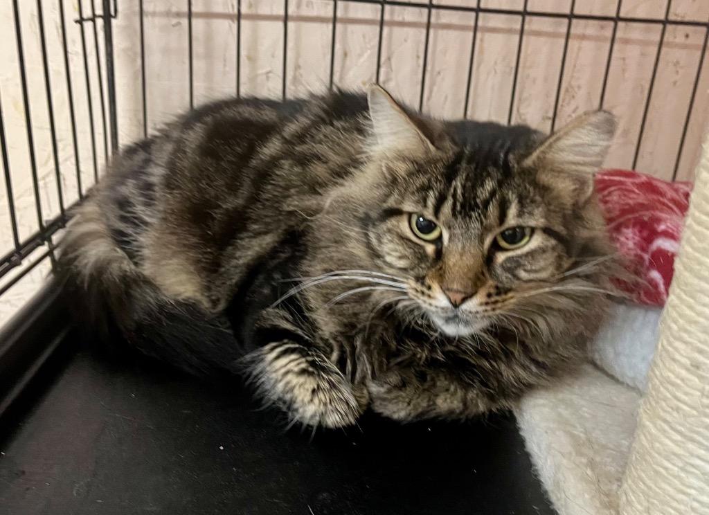 Enlarge Pinky, an adopted mixed breed in Sherwood, OR image 1/1