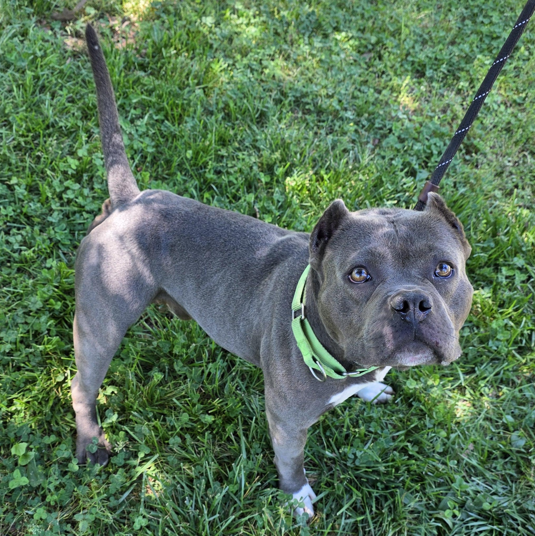 Enlarge Puff, an adoptable Mixed Breed in Greensboro, NC image 2/6