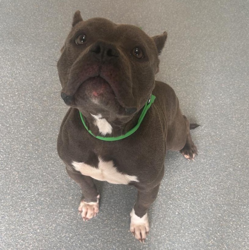 Enlarge Puff, an adoptable Mixed Breed in Greensboro, NC image 4/5