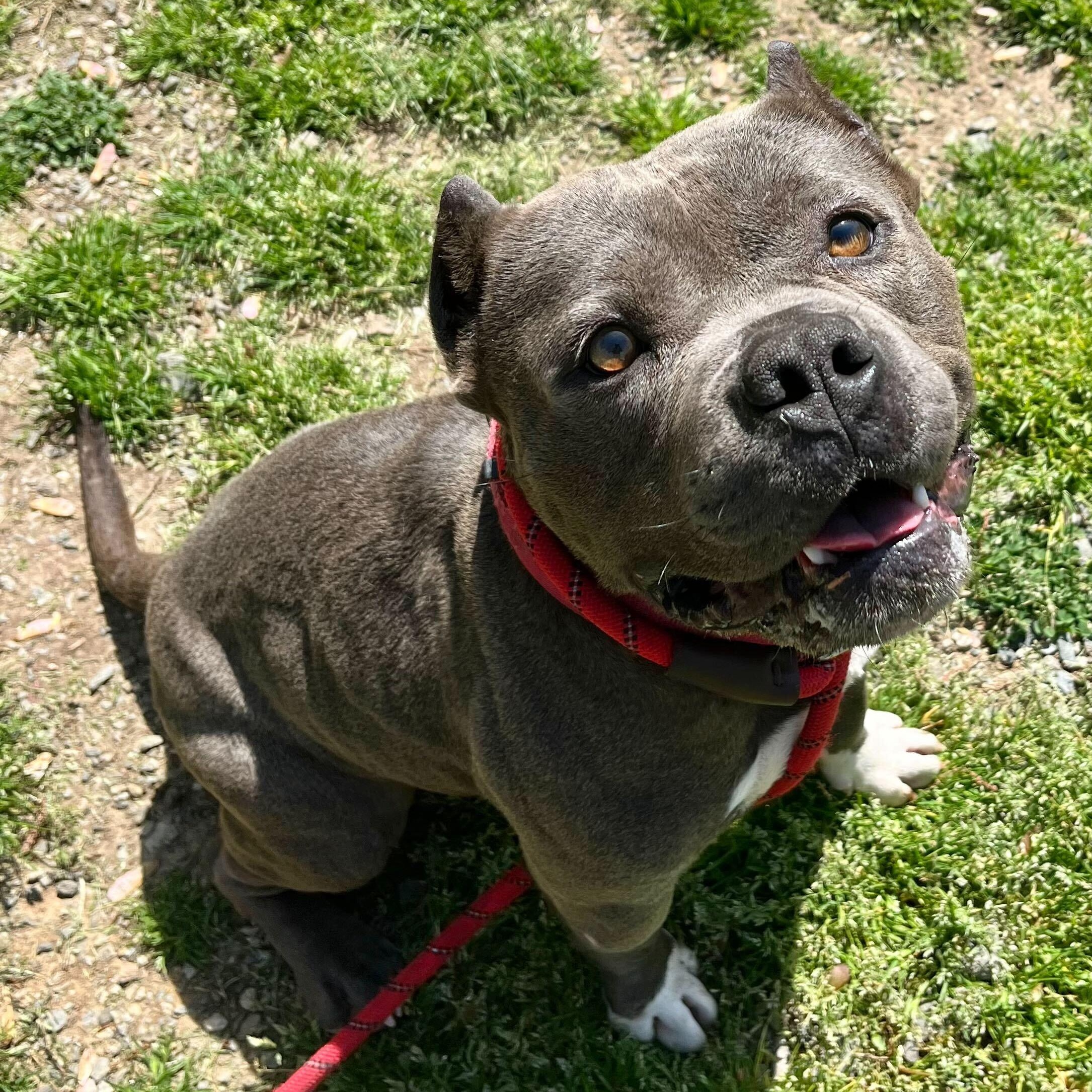 Puff, adoptable, Adult Male Mixed Breed.