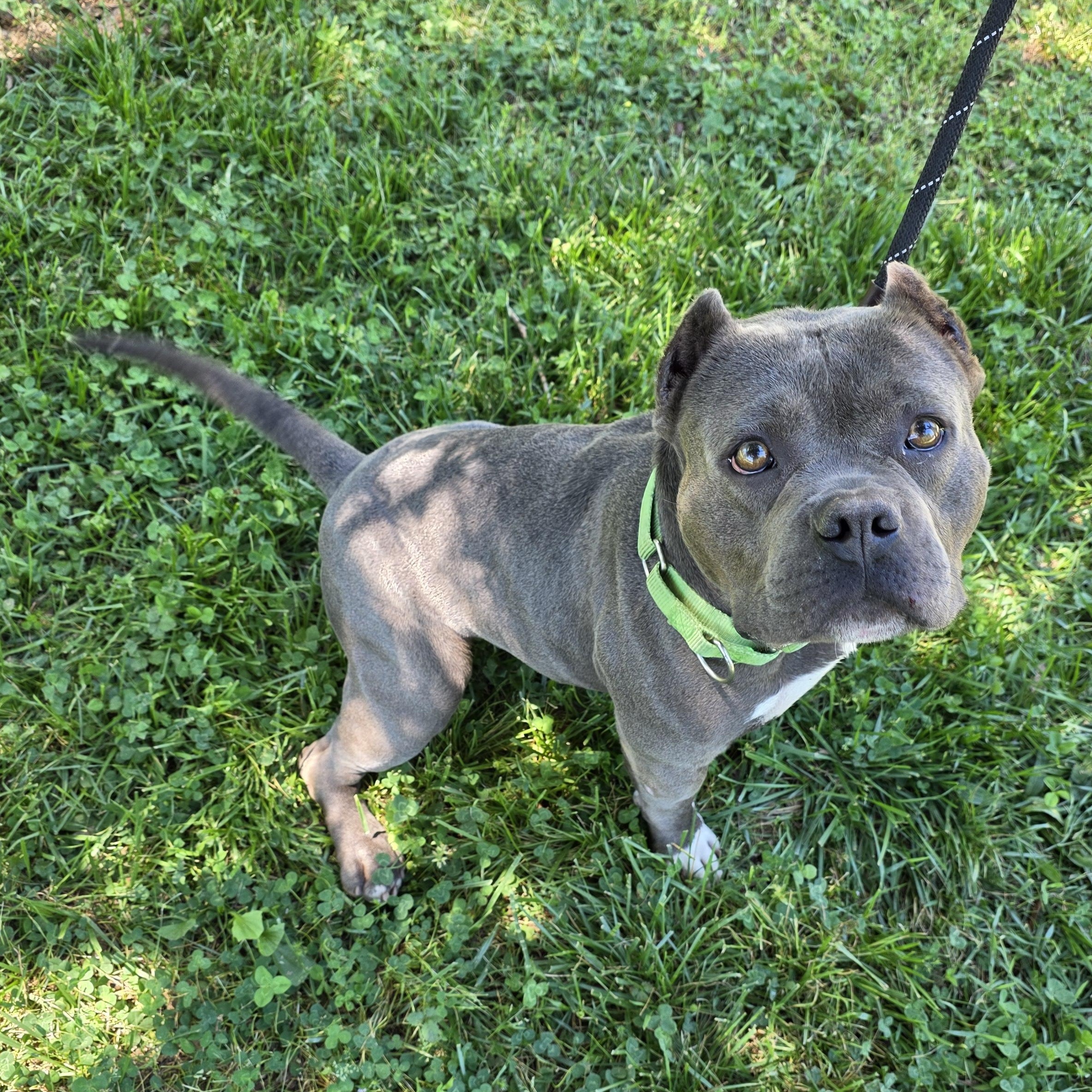 Enlarge Puff, an adoptable Mixed Breed in Greensboro, NC image 5/6