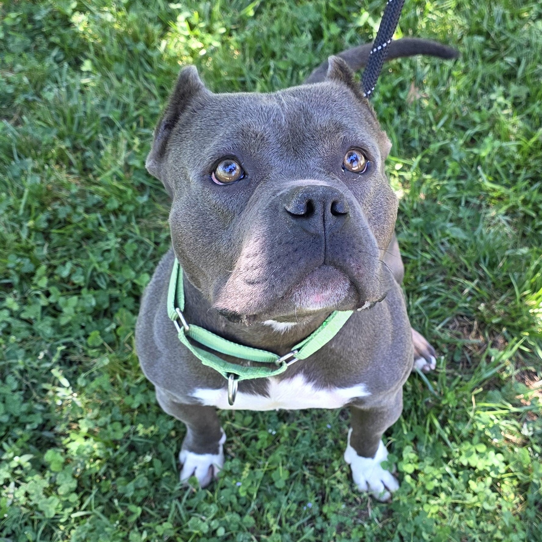 Puff, adoptable, Adult Male Mixed Breed.