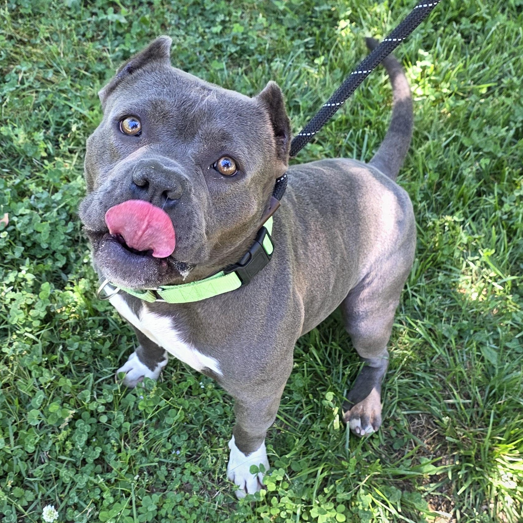 Enlarge Puff, an adoptable Mixed Breed in Greensboro, NC image 4/6
