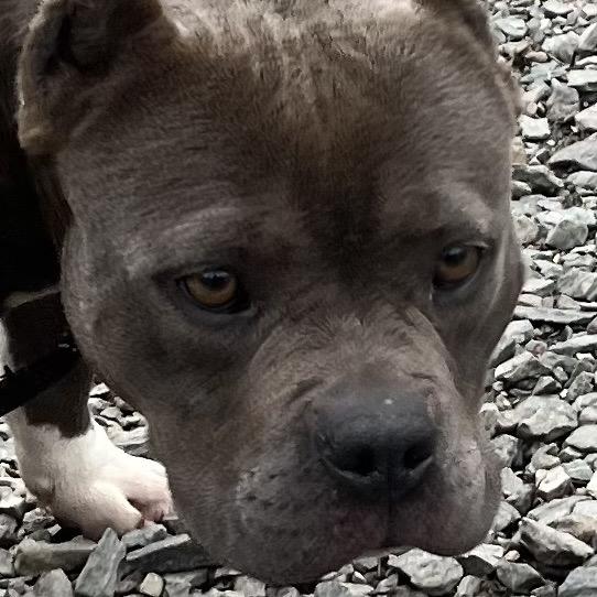 Enlarge Puff, an adoptable Mixed Breed in Greensboro, NC image 5/5