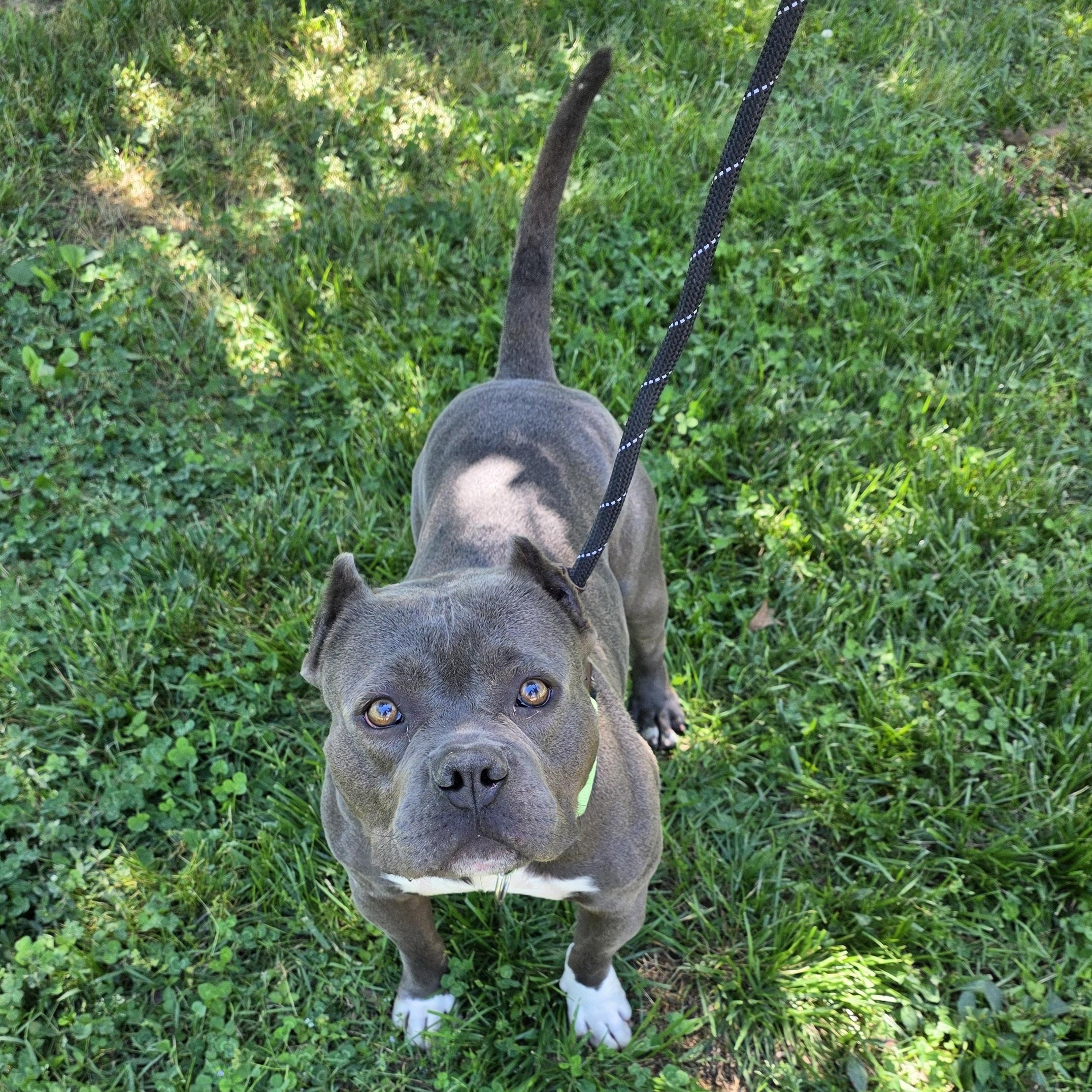 Enlarge Puff, an adoptable Mixed Breed in Greensboro, NC image 3/6