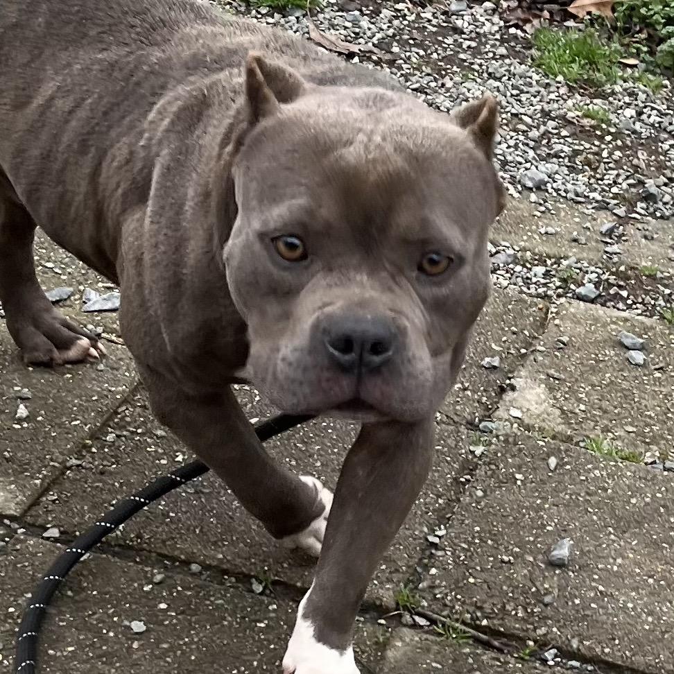 Enlarge Puff, an adoptable Mixed Breed in Greensboro, NC image 3/5