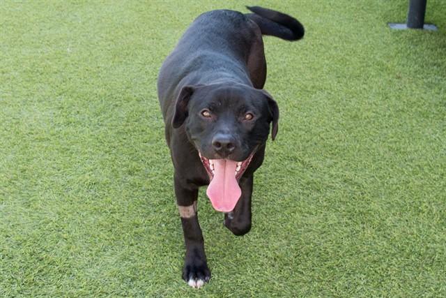 Enlarge DOVE, a Adoptable mixed breed in Santa Monica, CA image 1/1