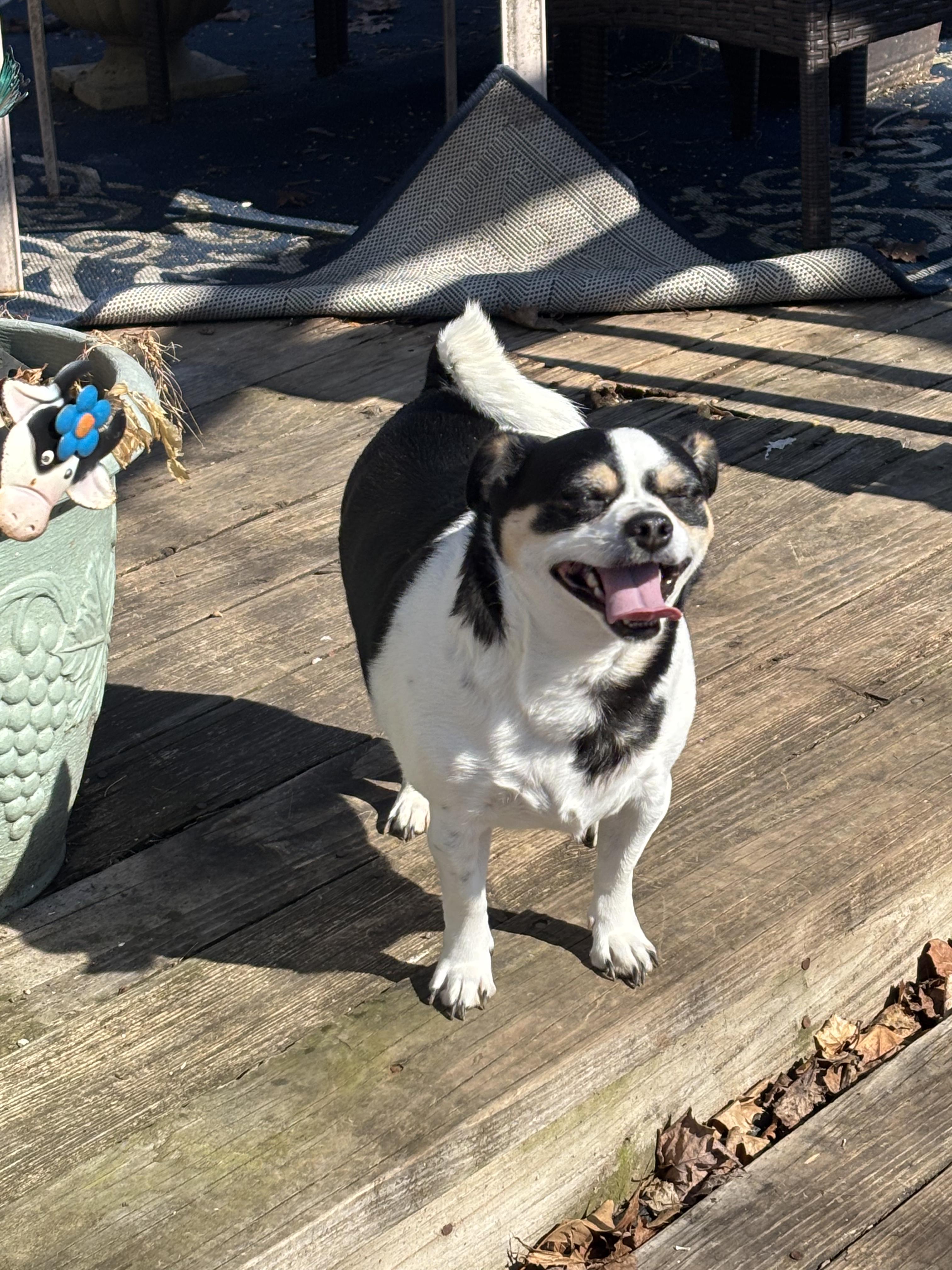 Elmer, Adoptable, Adult Male Chihuahua.