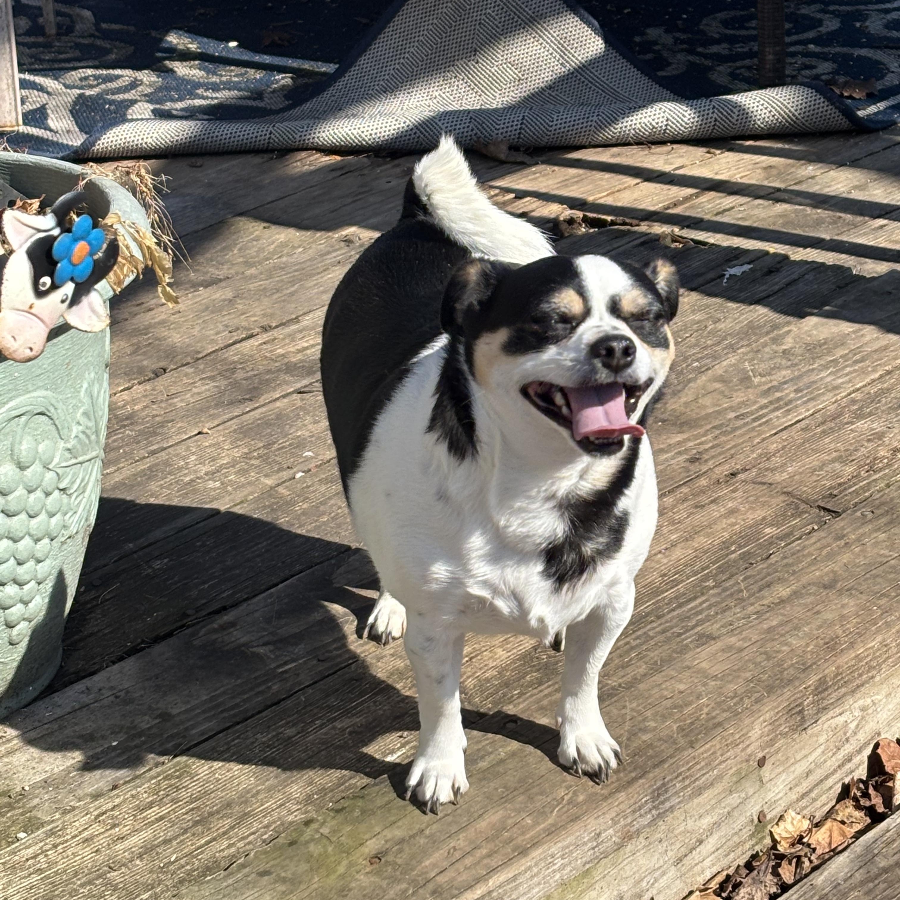 Enlarge Elmer, a Adoptable Chihuahua in Chalfont, PA image 1/1