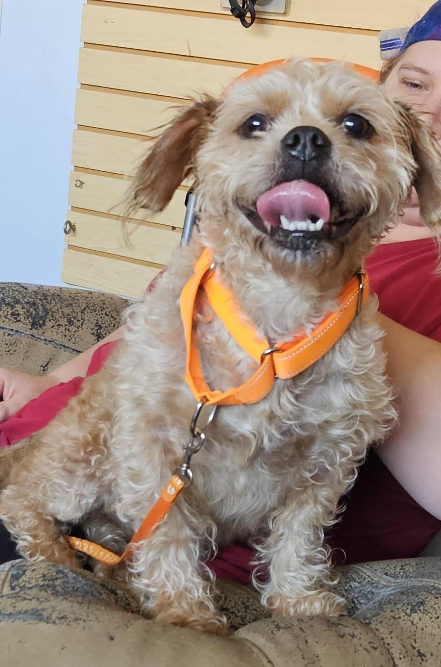 Charlotte, adopted, Adult Female Brussels Griffon.