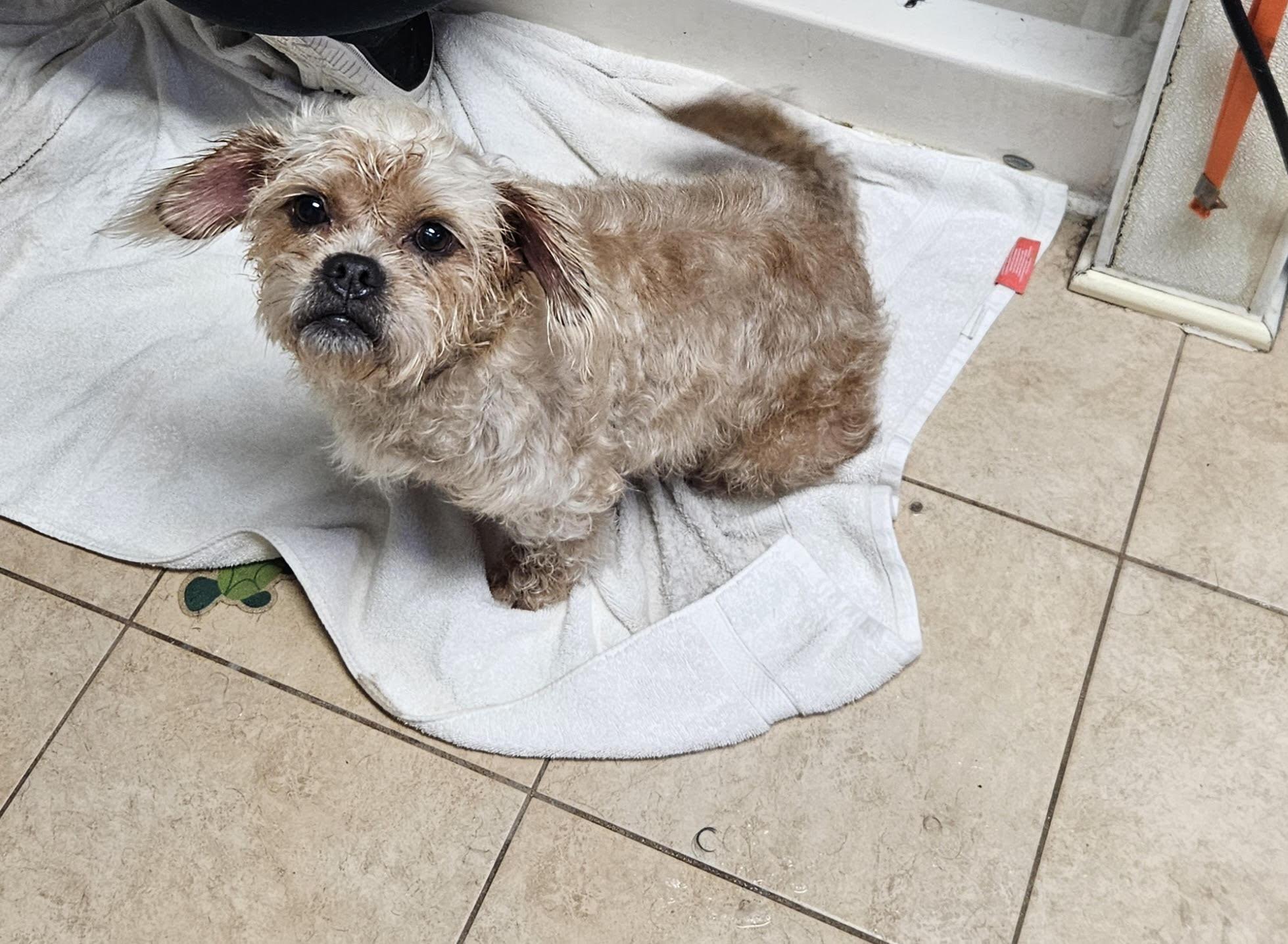 Enlarge Charlotte, a ADOPTABLE Brussels Griffon in Greensboro, NC image 2/2