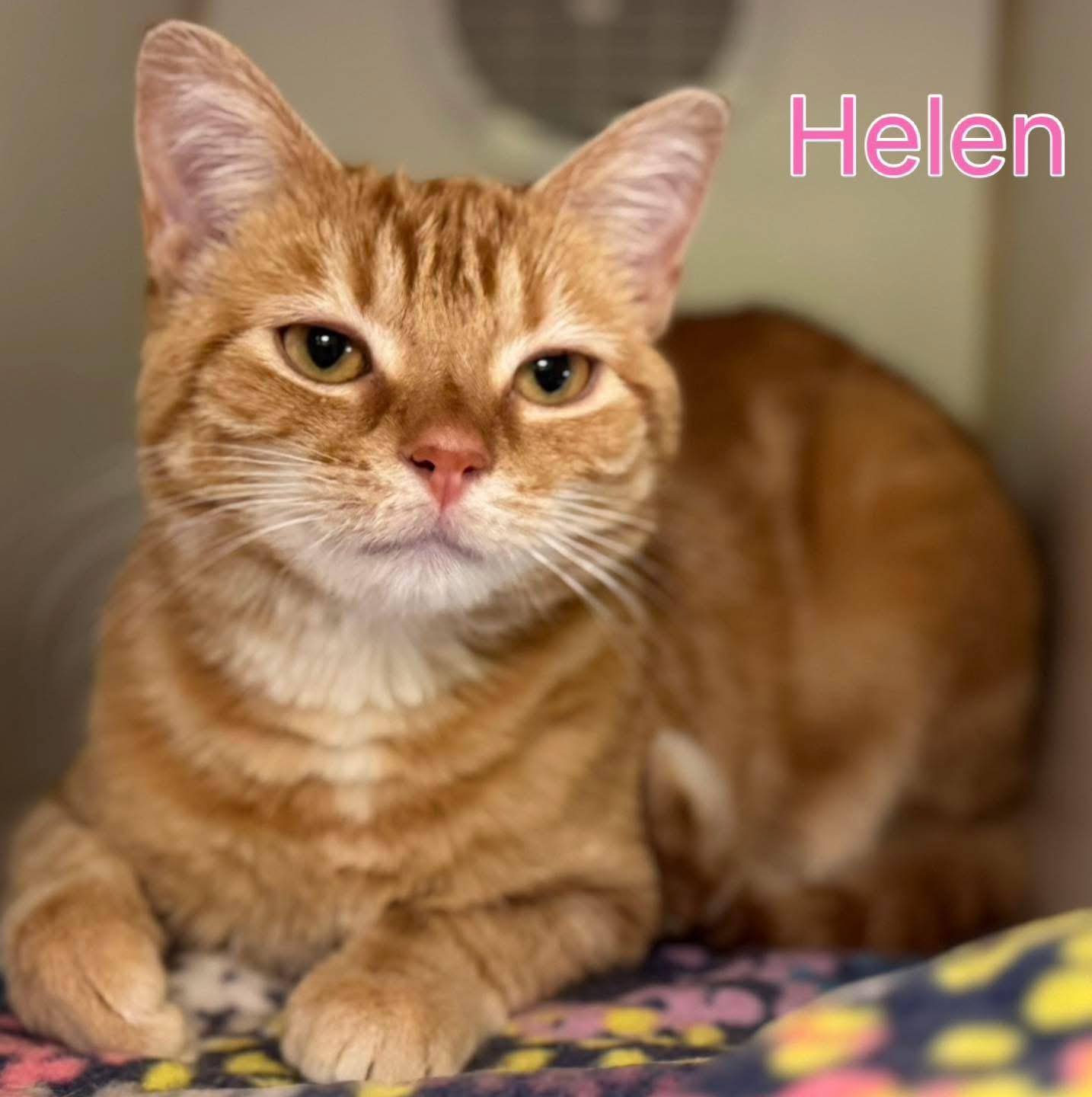 Helen, Adoptable, Adult Female Domestic Short Hair.