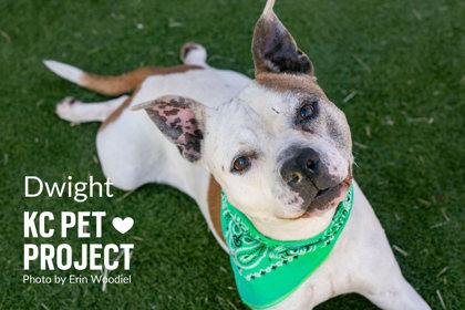 Dwight, Adoptable, Senior Male Pit Bull Terrier & Mixed Breed.