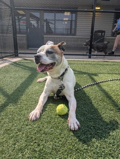 Dwight, a Adoptable mixed breed in Kansas City, MO image 2/3