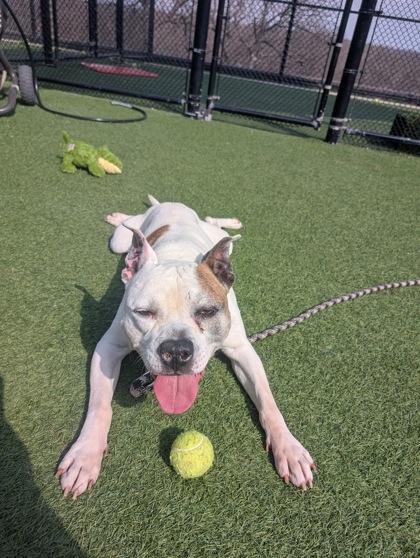 Enlarge Dwight, a Adoptable mixed breed in Kansas City, MO image 2/3