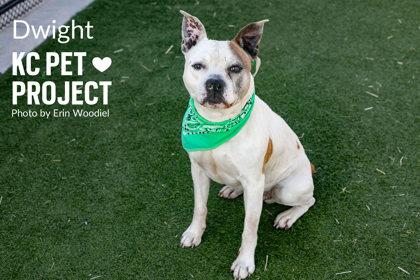 Dwight, a Adoptable mixed breed in Kansas City, MO image 3/3