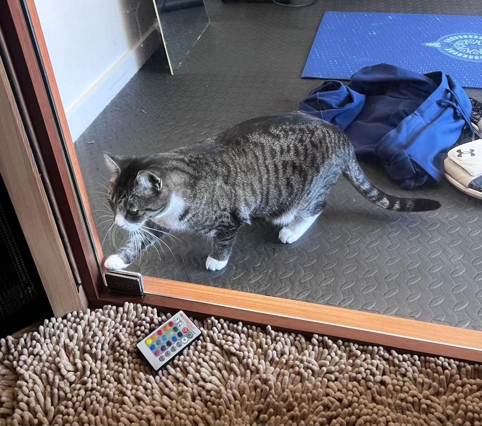 Enlarge Bonz (& Maple), a Adopted Domestic Short Hair in Castro Valley, CA image 1/3