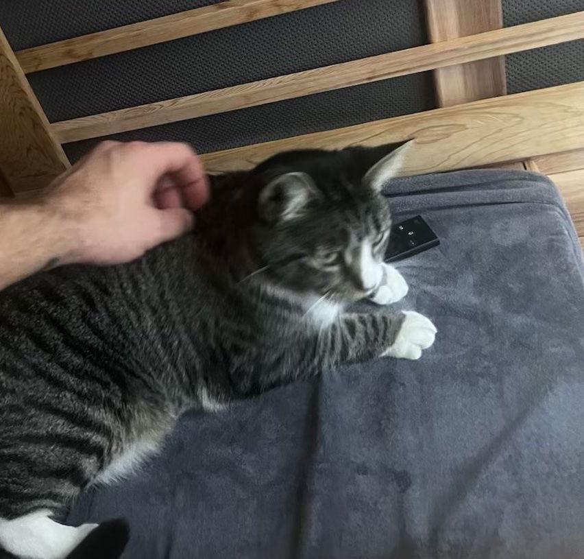 Enlarge Bonz (& Maple), a Adopted Domestic Short Hair in Castro Valley, CA image 2/3