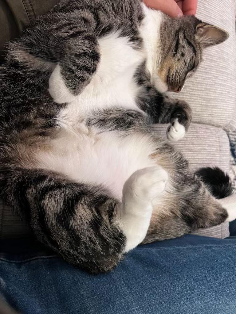 Bonz (& Maple), Adopted, Adult Female Domestic Short Hair.