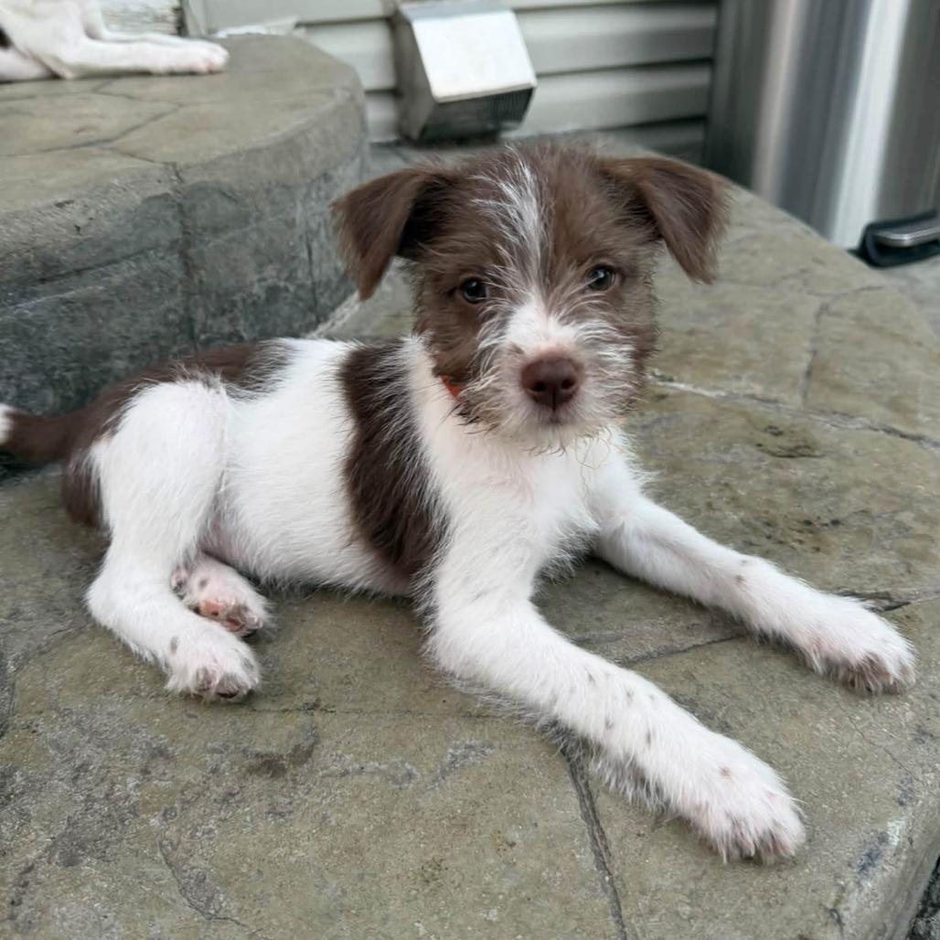 Oliver, Adoptable, Puppy Male Terrier & Mixed Breed.