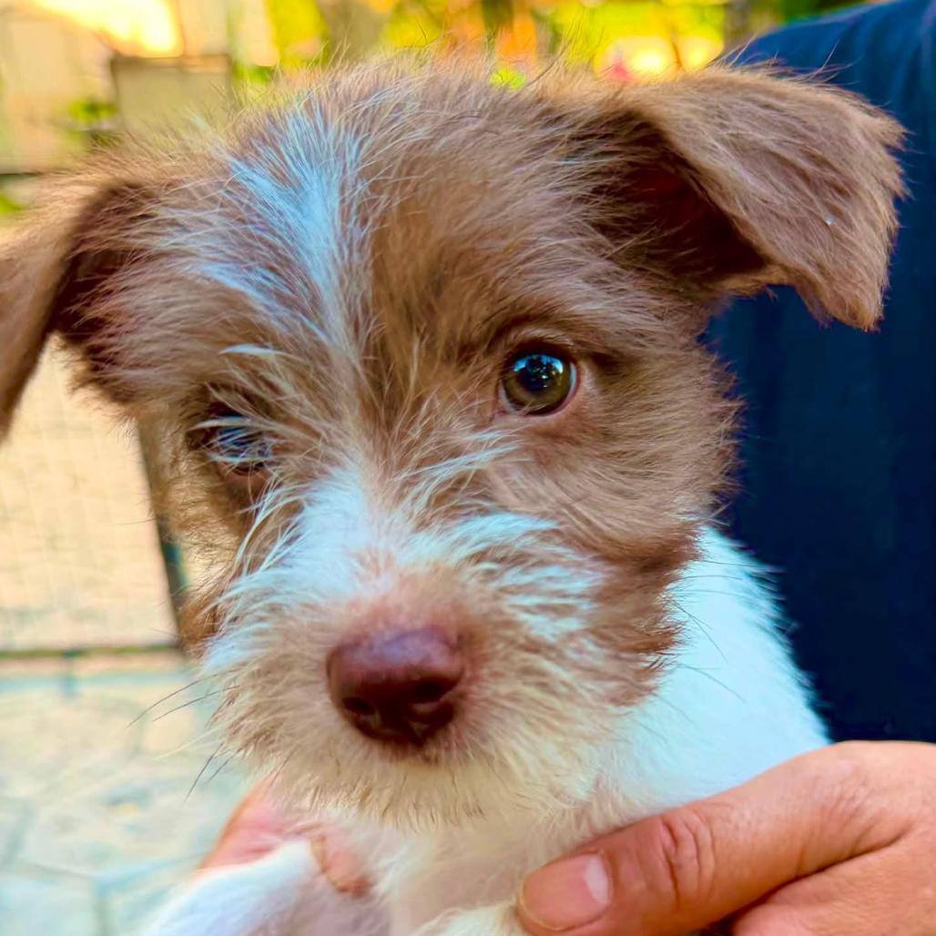 Enlarge Oliver, a Adoptable mixed breed in Joliet, IL image 2/4